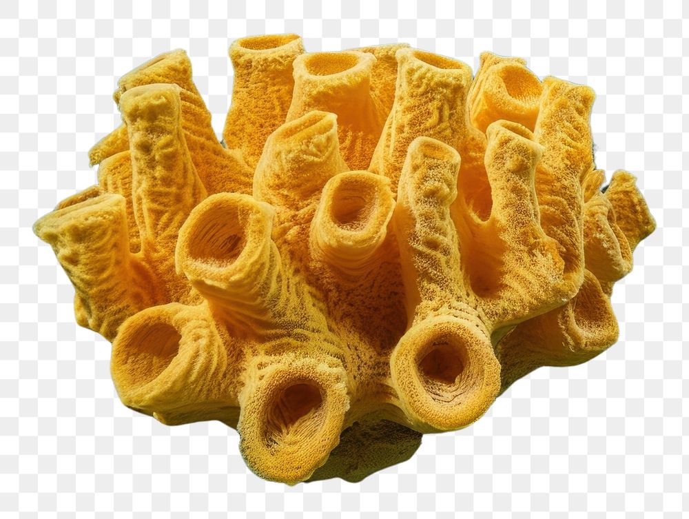 PNG Underwater photo sea sponge Free PNG rawpixel