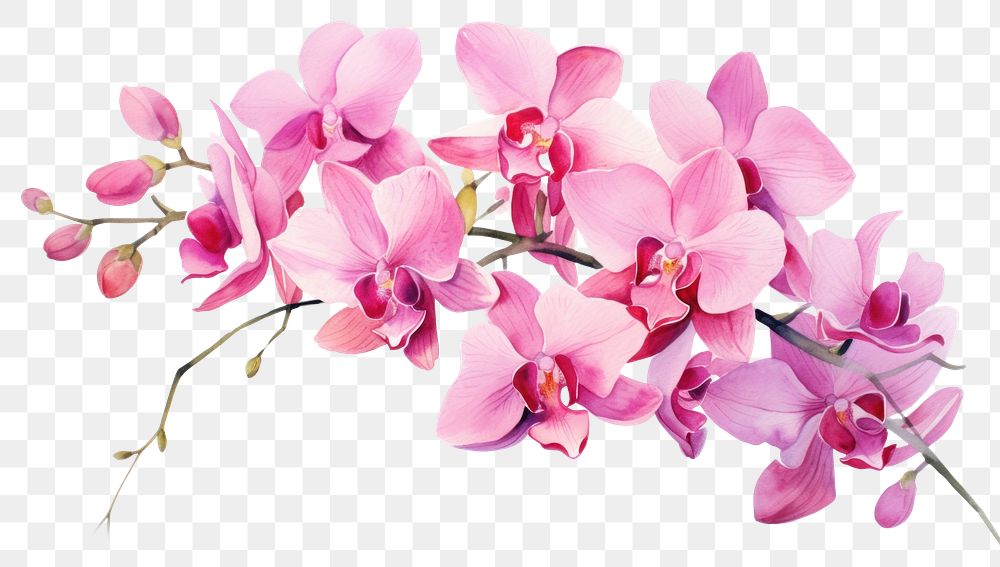 PNG Orchid blossom flower plant.