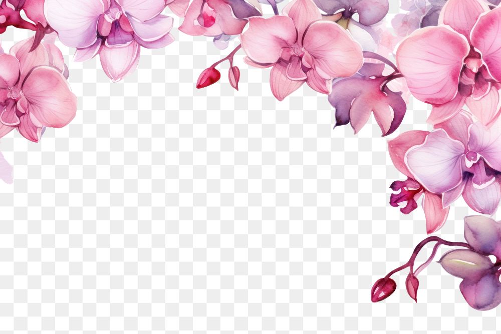 PNG Orchid border frame blossom flower petal.