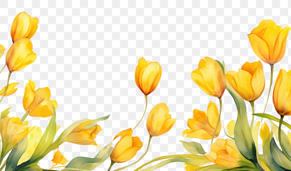 PNG Yellow tulip flowers border painting plant petal.
