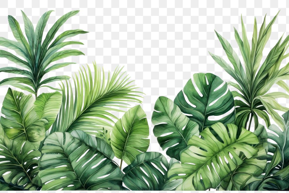 PNG Tropical leaves tropics nature plant.