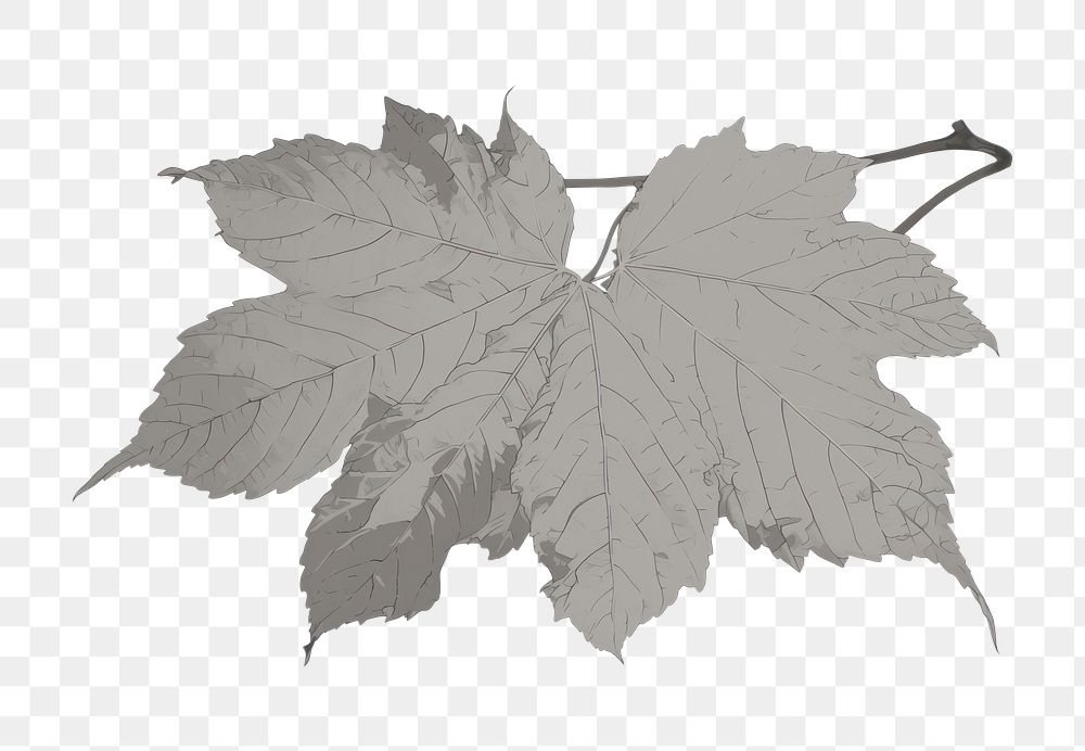 PNG Illustration the 1970s of leaf plant tree sycamore.