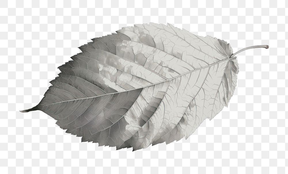 PNG Illustration the 1970s of leaf plant white monochrome.