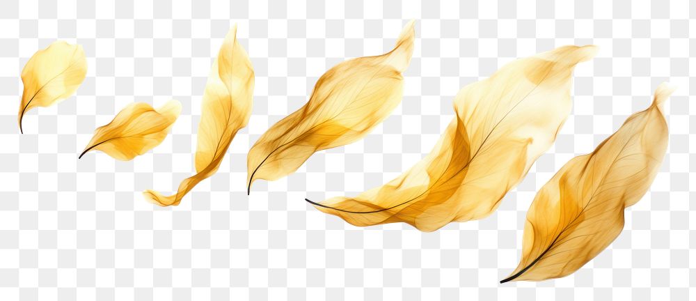 PNG Ink gold leaves petal leaf white background. AI generated Image by rawpixel.