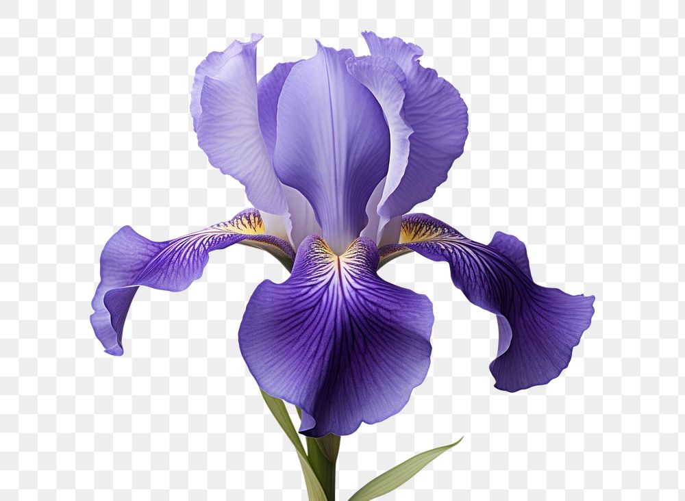 PNG Iris blossom flower petal.