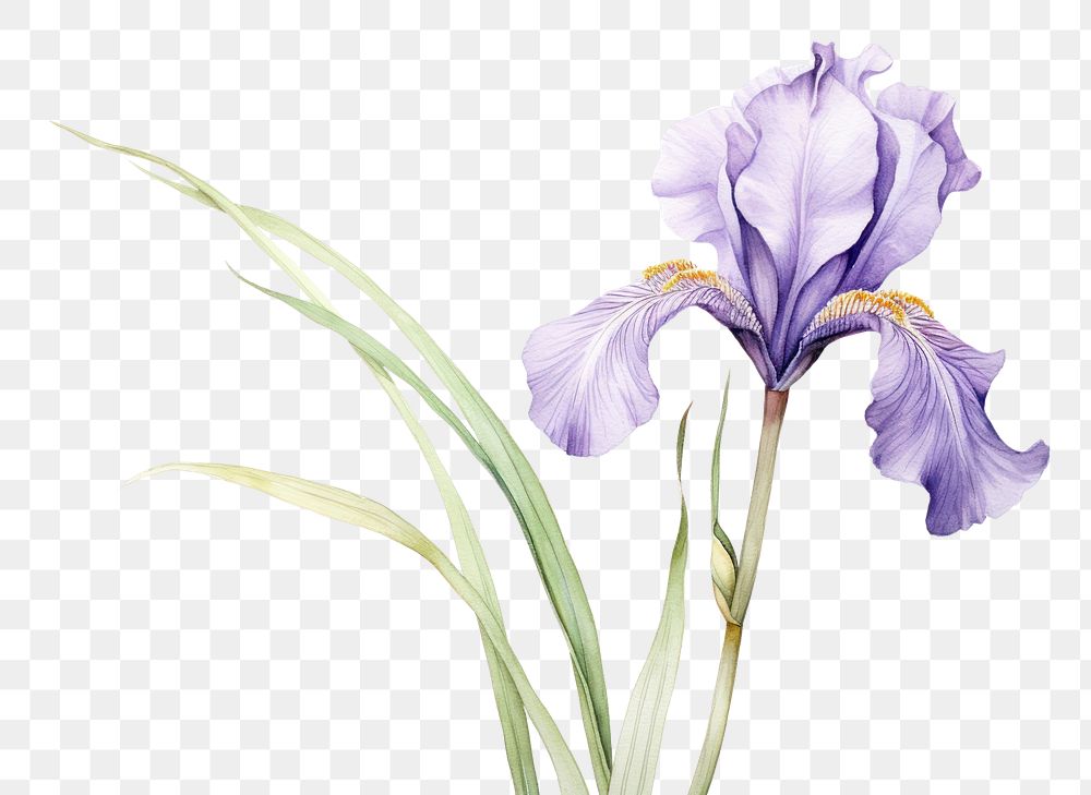 PNG Iris flower blossom petal plant