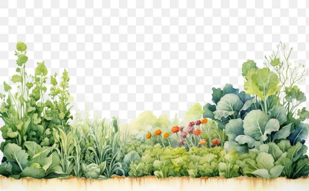 PNG  Minimal horizontal clean vegetable garden with shape edge in bottom border landscape outdoors nature.