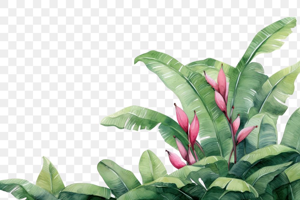 PNG Banana tree outdoors nature flower.