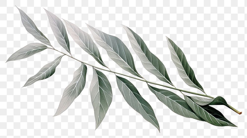 PNG  Ash leaf plant herbs white background. AI generated Image by rawpixel.