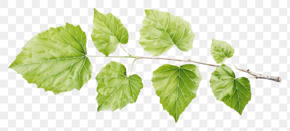 PNG  Birch leaf plant green herbs. AI generated Image by rawpixel.