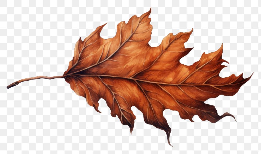PNG Burnt leaf plant tree white background. AI generated Image by rawpixel.
