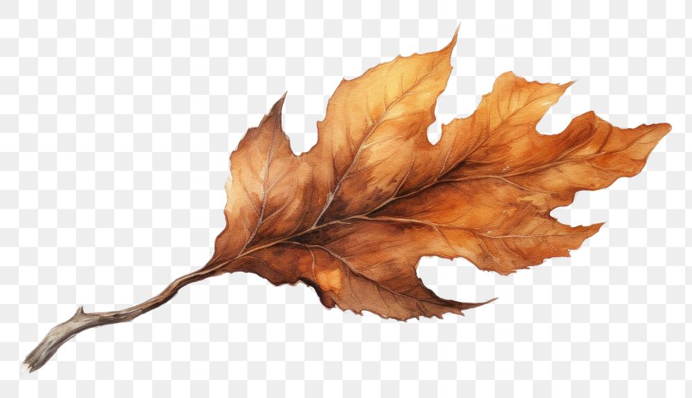 PNG  Burnt leaf drawing plant tree. AI generated Image by rawpixel.