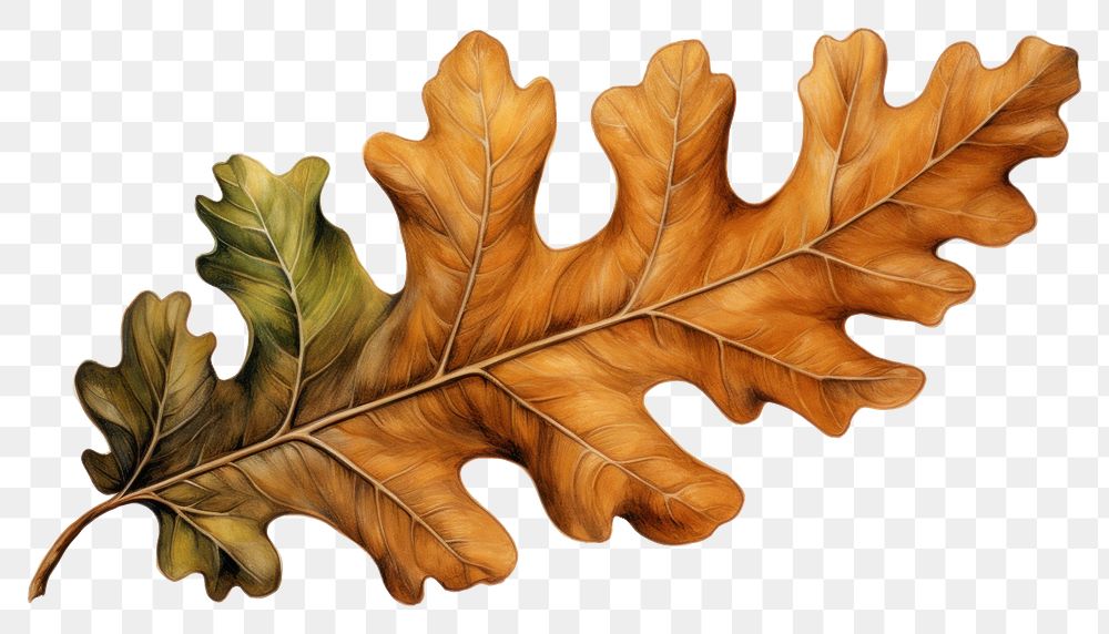 PNG  Oak leaf plant tree food. AI generated Image by rawpixel.