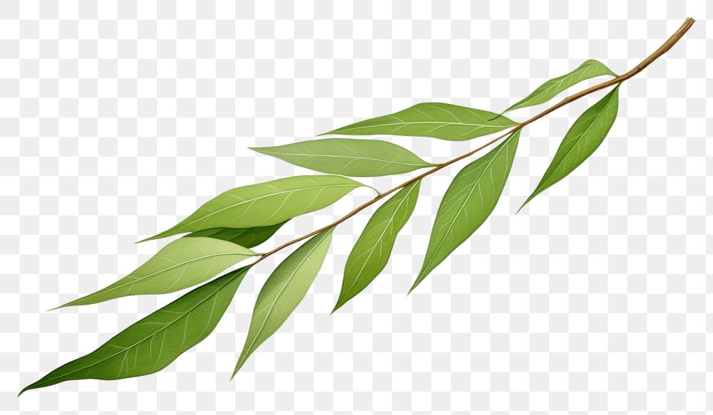 PNG  Willow leaf plant herbs tree. AI generated Image by rawpixel.