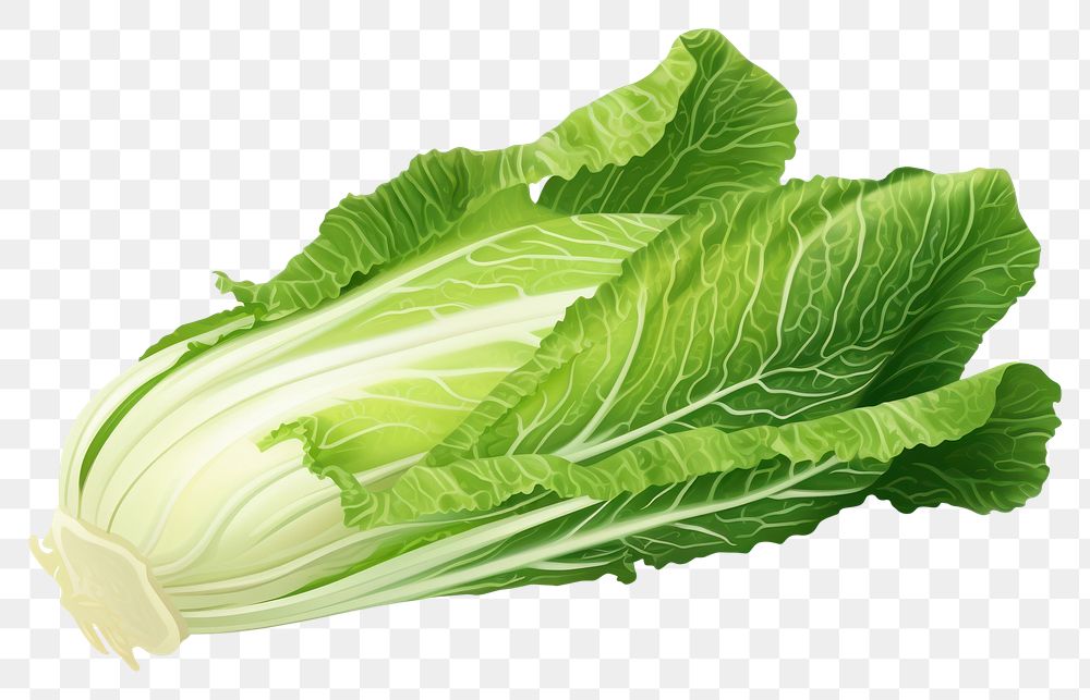 PNG Chinese cabbage vegetable lettuce plant.