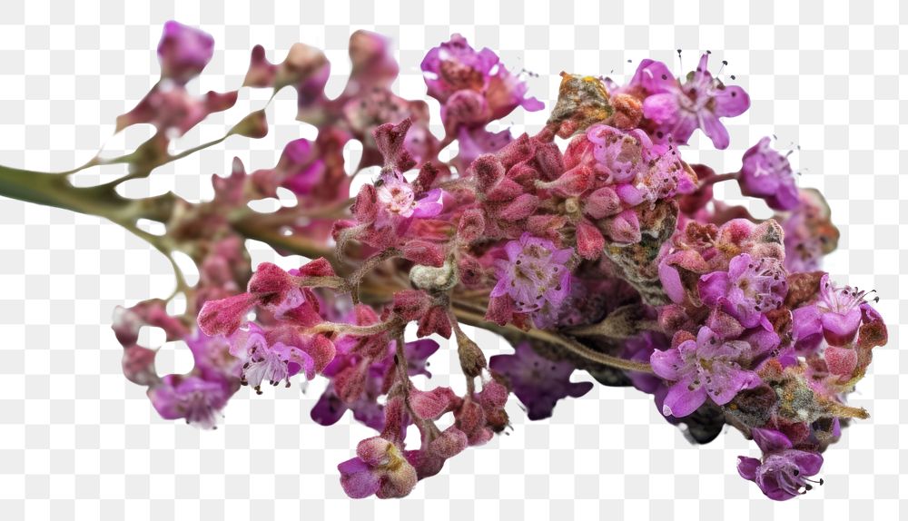PNG  Twig of coral limonium flowers lavender blossom plant. AI generated Image by rawpixel.