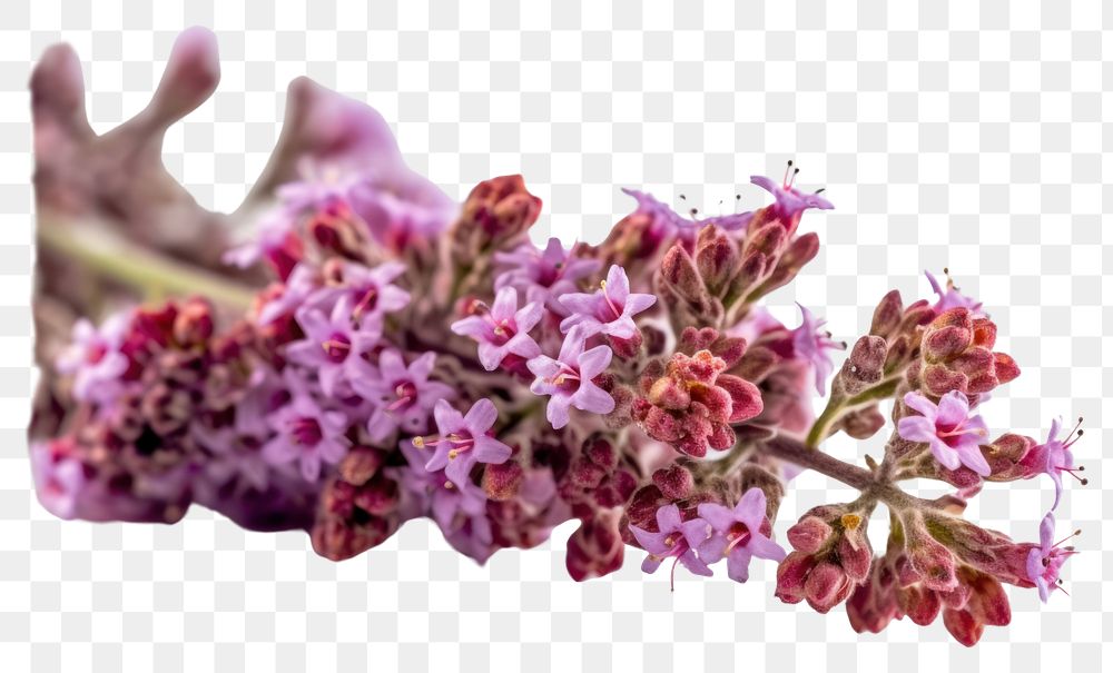 PNG  Twig of coral limonium flowers blossom lilac plant. AI generated Image by rawpixel.