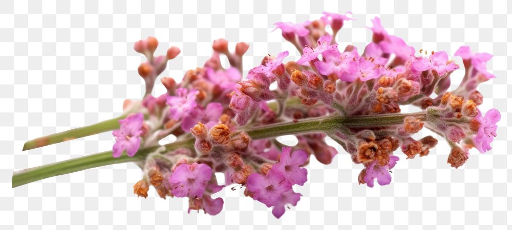PNG  Twig of coral limonium flowers lavender blossom plant. AI generated Image by rawpixel.
