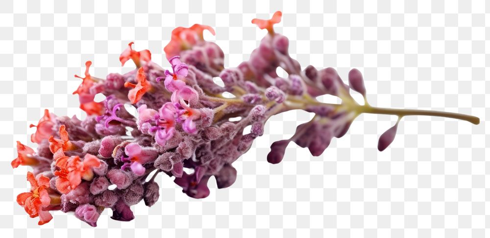 PNG Twig of coral limonium flowers blossom lilac plant. 