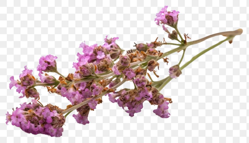 PNG Twig of coral limonium flowers lavender blossom plant. 