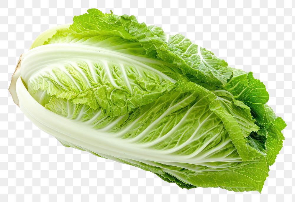 PNG Chinese cabbage vegetable lettuce plant.