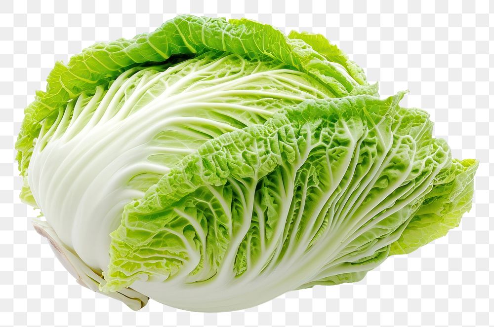 PNG Chinese cabbage vegetable plant food.