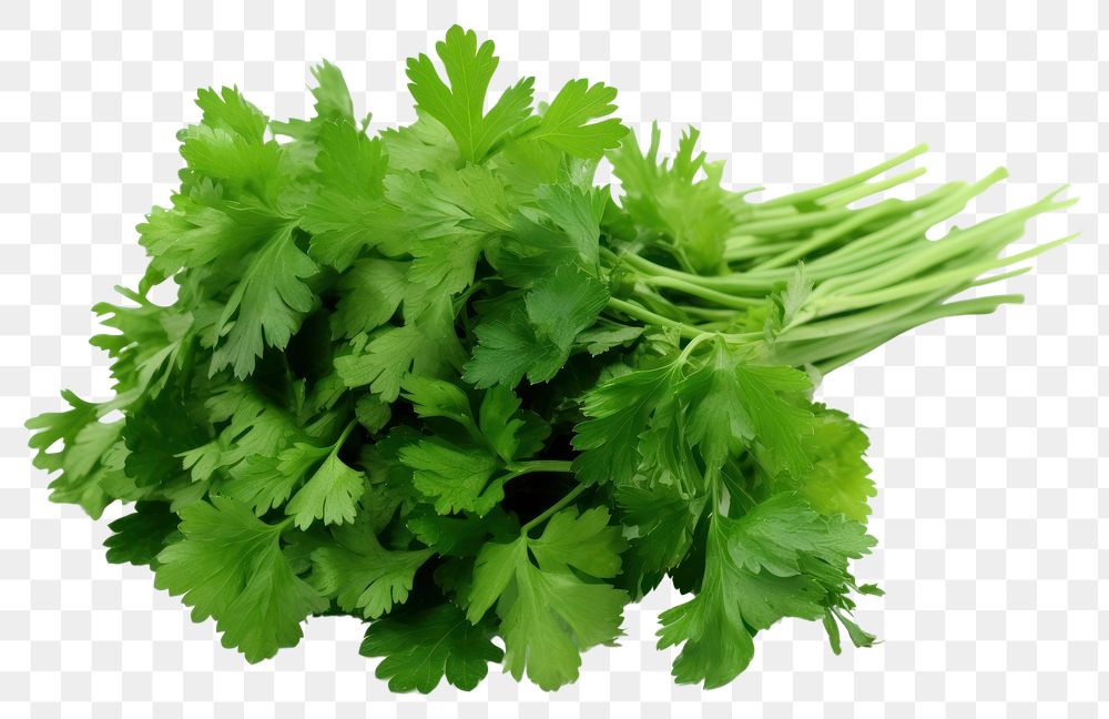 PNG  Fresh parsley herb herbs plant food. AI generated Image by rawpixel.