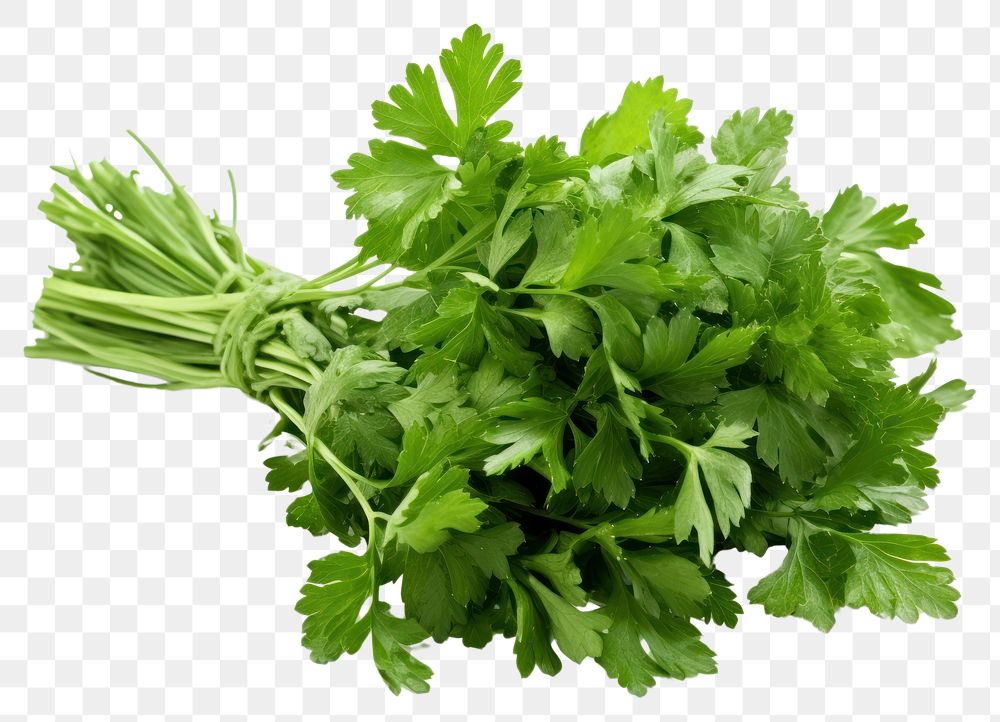 PNG  Fresh parsley herb herbs plant food. AI generated Image by rawpixel.