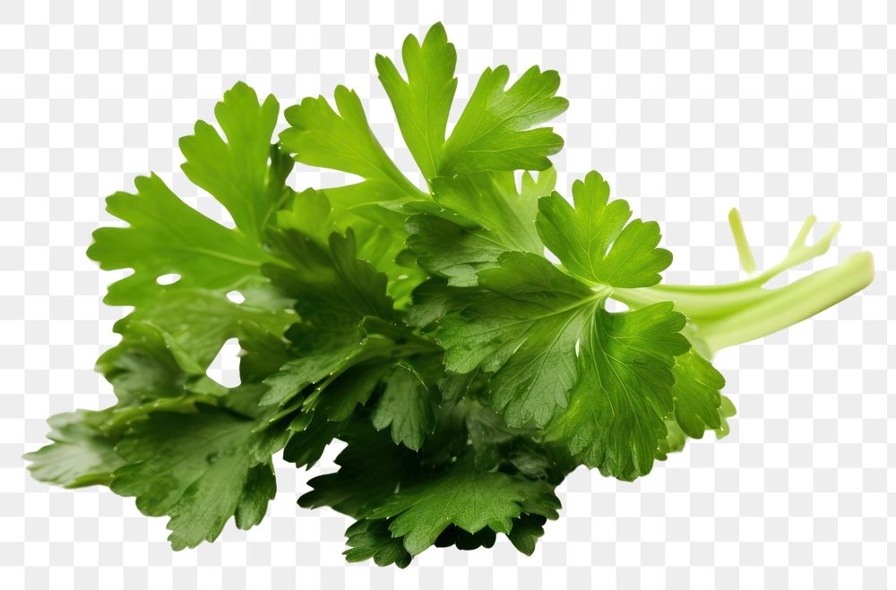 PNG  Fresh parsley herb leaf herbs plant white background. AI generated Image by rawpixel.