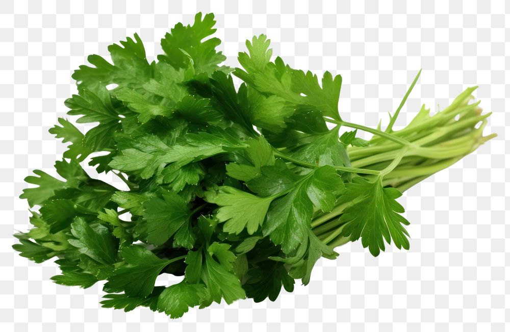 PNG  Fresh parsley herb leaf herbs plant food. AI generated Image by rawpixel.