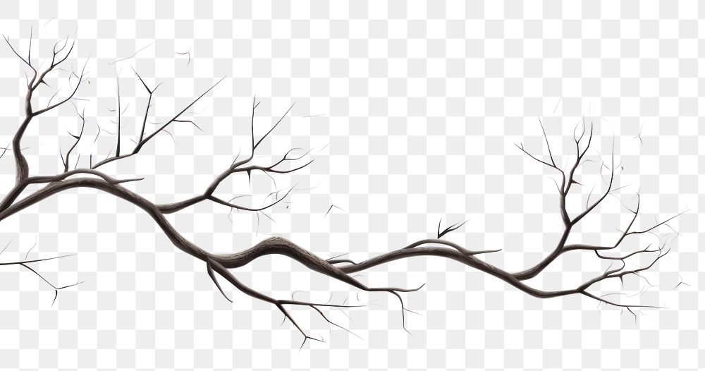 PNG Tree branches drawing sketch plant.