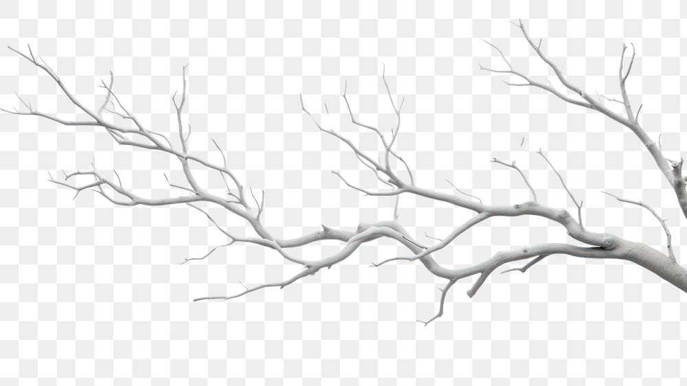 PNG Tree branches white drawing sketch