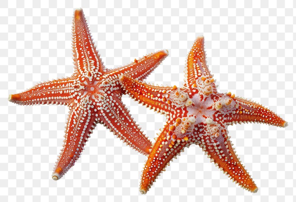 PNG 2 Starfishs starfish animal invertebrate.