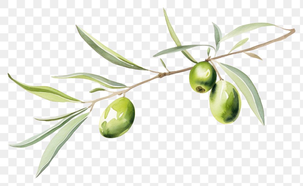 PNG  An olive branch plant leaf tree.