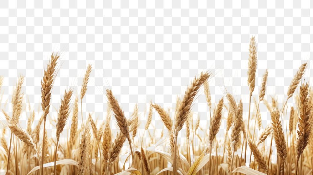 PNG Wheat landscape wheat agriculture backgrounds
