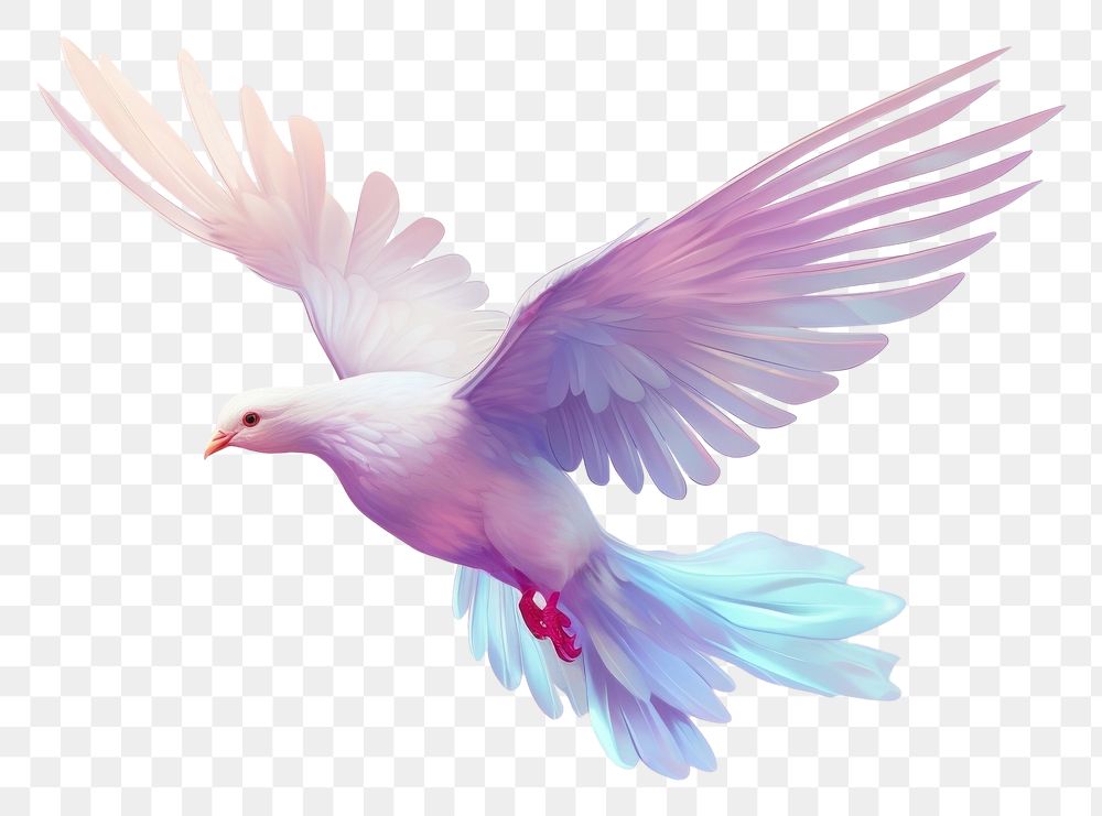 PNG A dove flying in the sky animal white bird.