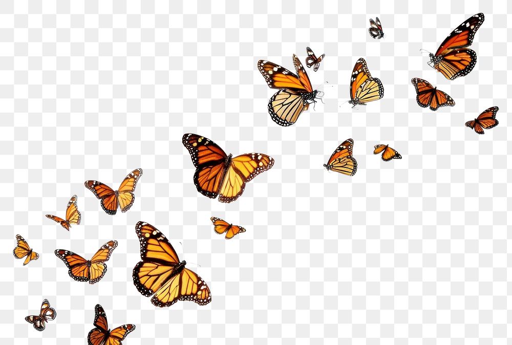 PNG Butterflys flying animal insect white background.