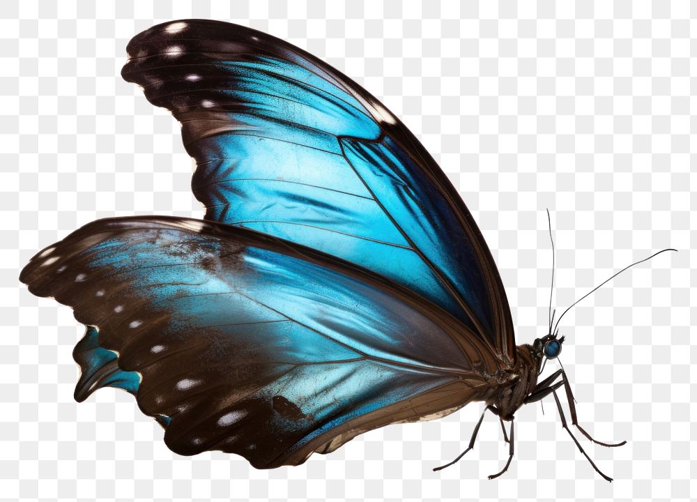 PNG Blue morpho butterfly animal insect white background.