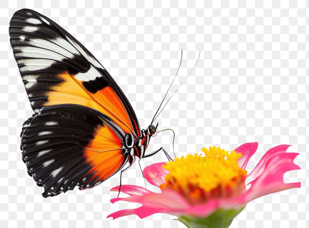 PNG Butterfly on flower animal insect petal.