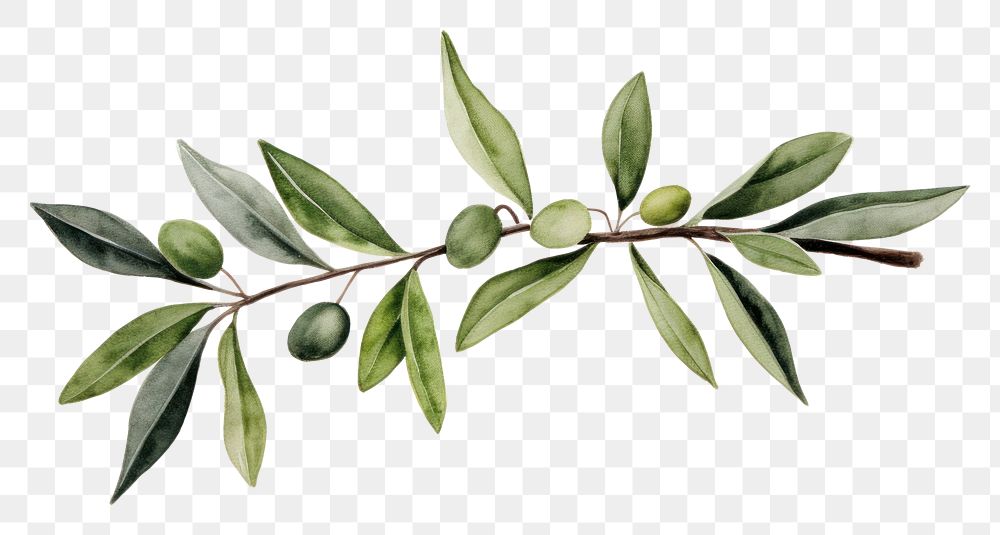 PNG  Olive branch plant leaf tree.