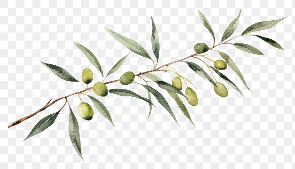 PNG  Olive branch plant leaf tree.