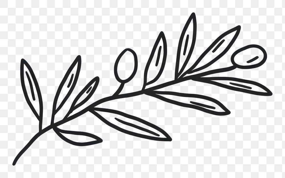 PNG  Minimal illustration of an olive branch drawing sketch plant.