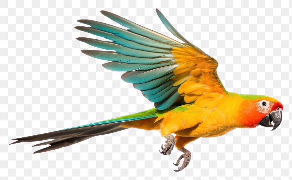 PNG Parrot Fly parrot animal bird.