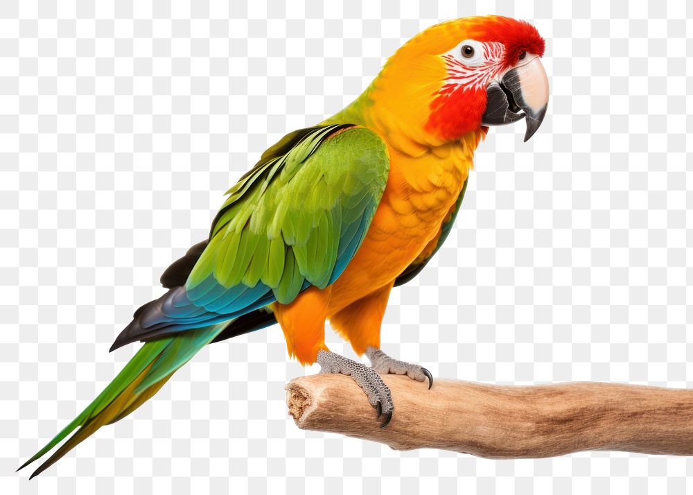 PNG Parrot parrot animal bird.
