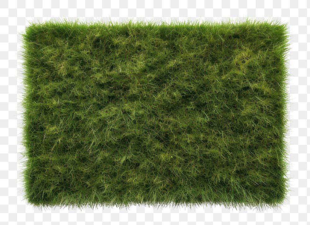 PNG Grass soccer field backgrounds grass plant