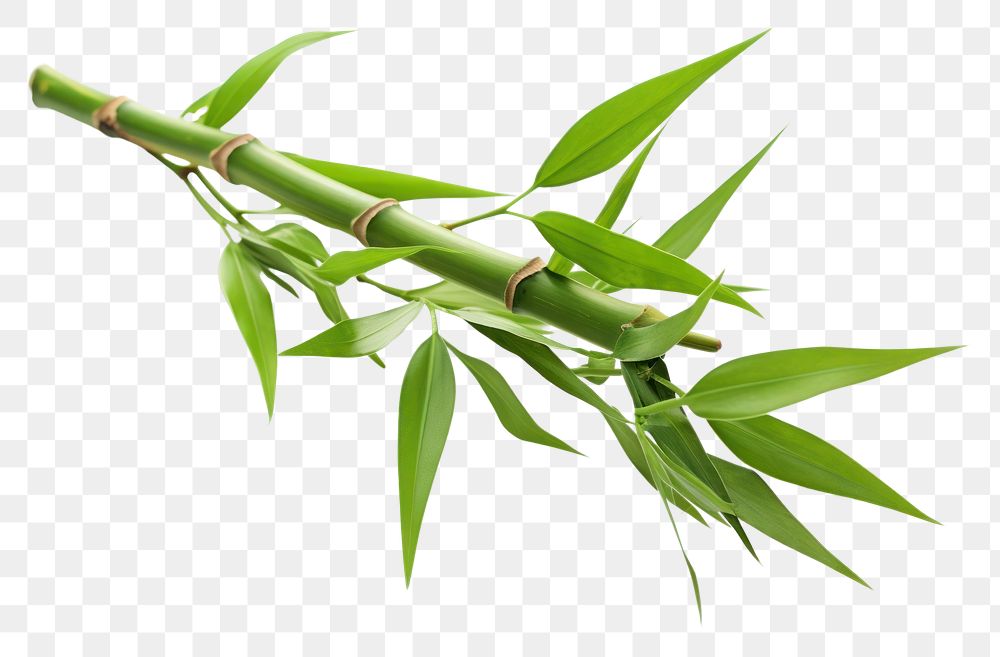 PNG  Green bamboo with leaves plant green leaf.