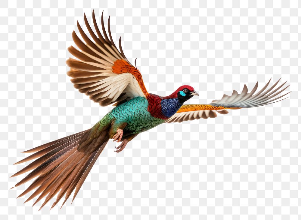 PNG Ringneck Pheasant pheasant flying animal