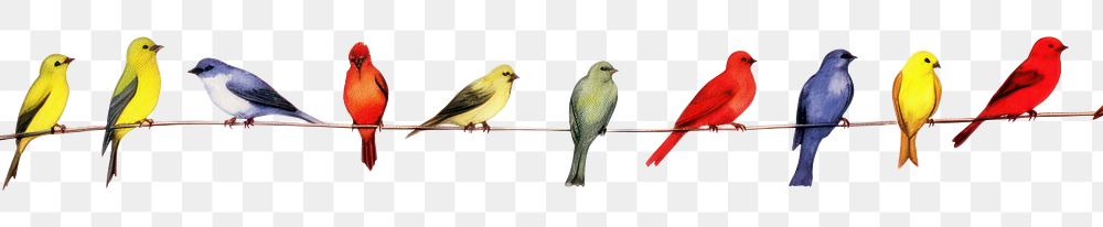 PNG Birds animal nature white background.