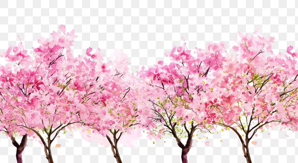 PNG Blooming cherry blossom trees nature outdoors flower.