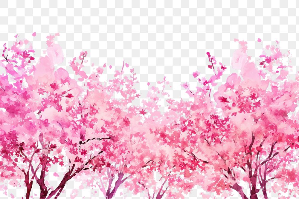 PNG Blooming sakura trees backgrounds outdoors blossom.